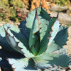 Agave titanota black and blue