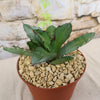 Agave titanota black and blue