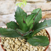 Agave titanota black and blue