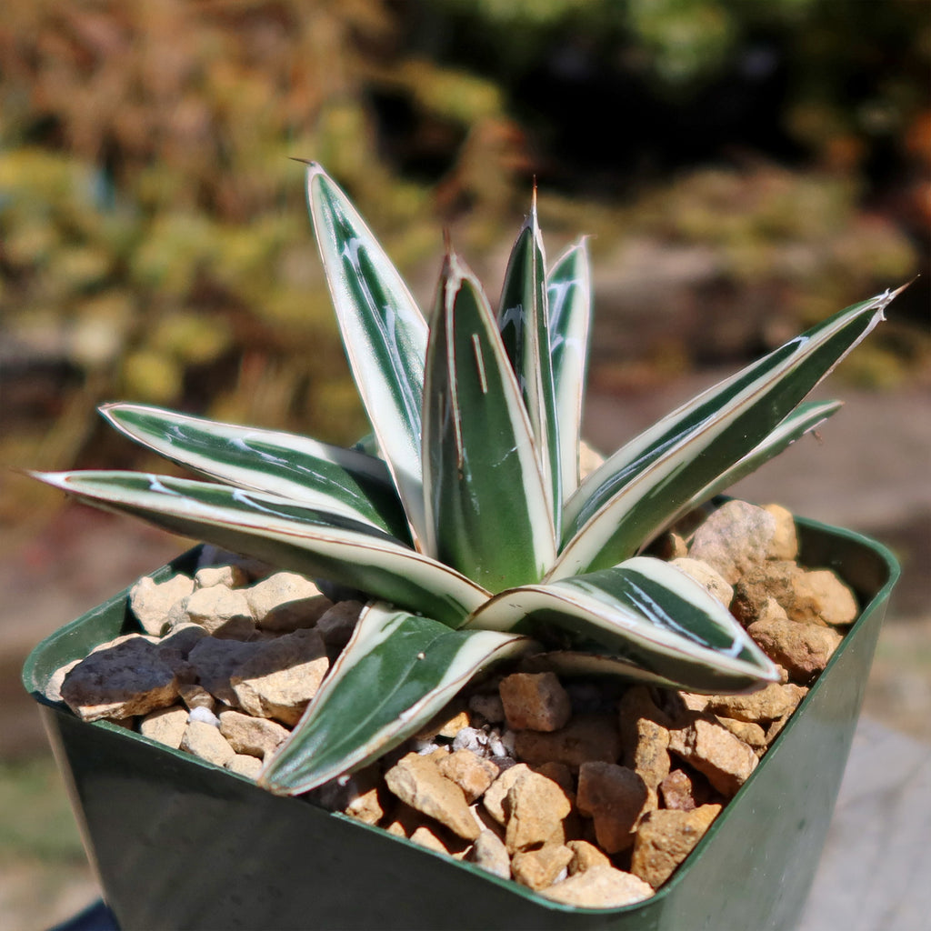 Agave Victoriae Reginae ‘White rhino’