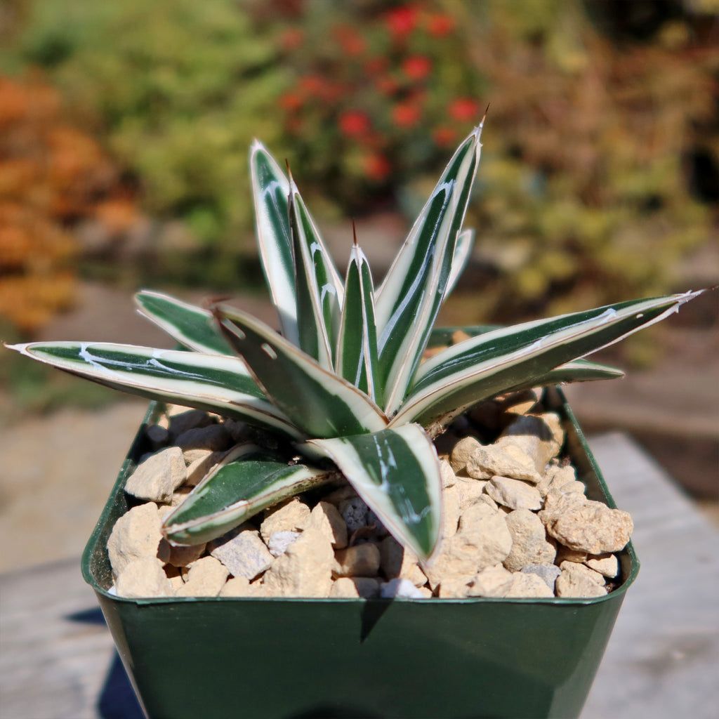Agave Victoriae Reginae ‘White rhino’