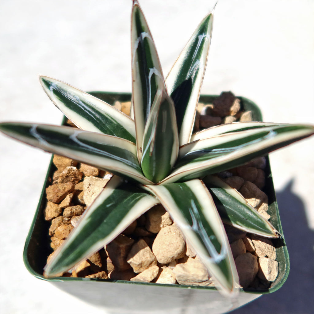 Agave Victoriae Reginae ‘White rhino’