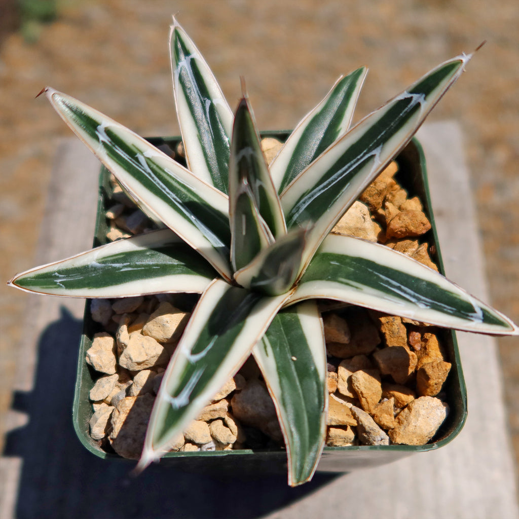 Agave Victoriae Reginae ‘White rhino’
