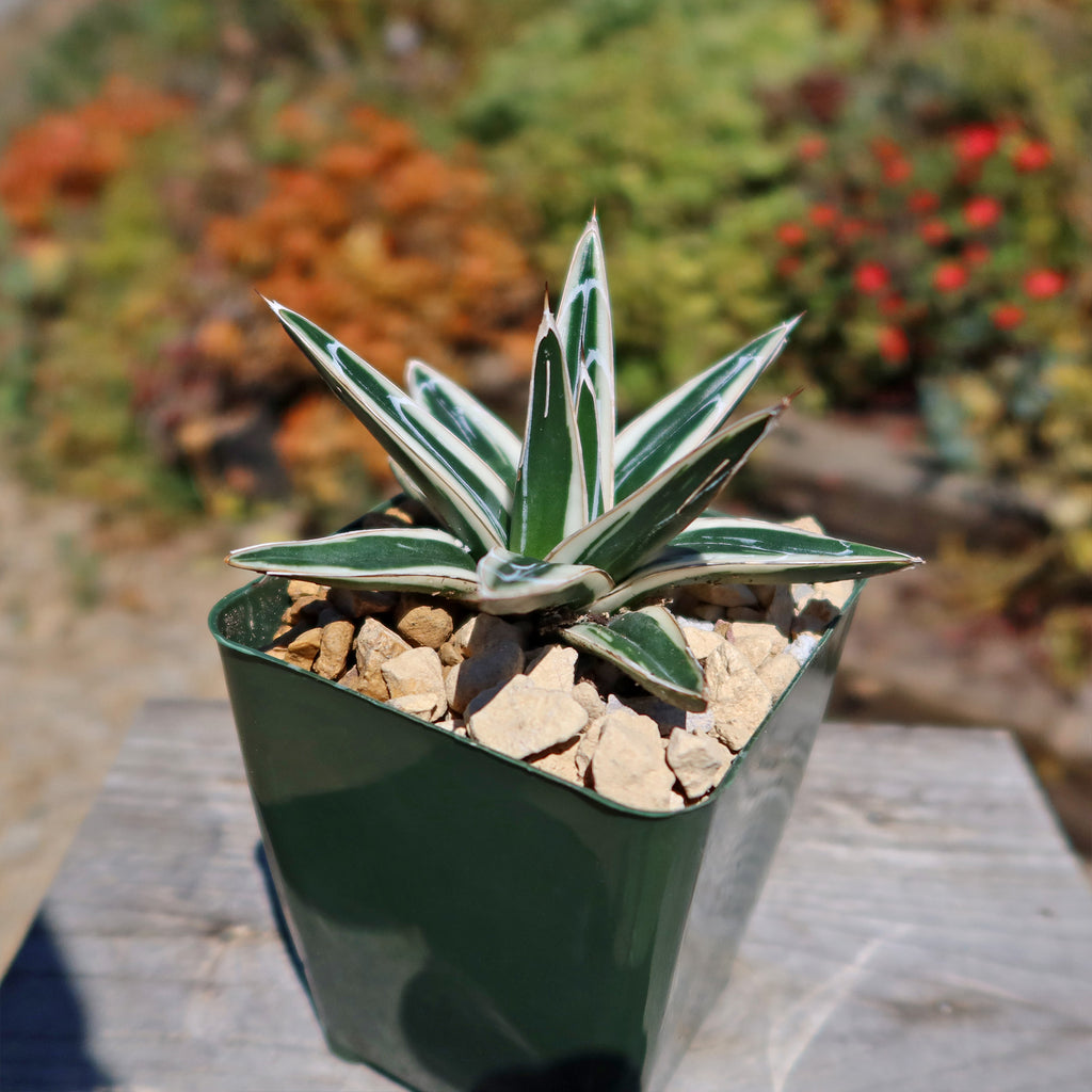 Agave Victoriae Reginae ‘White rhino’