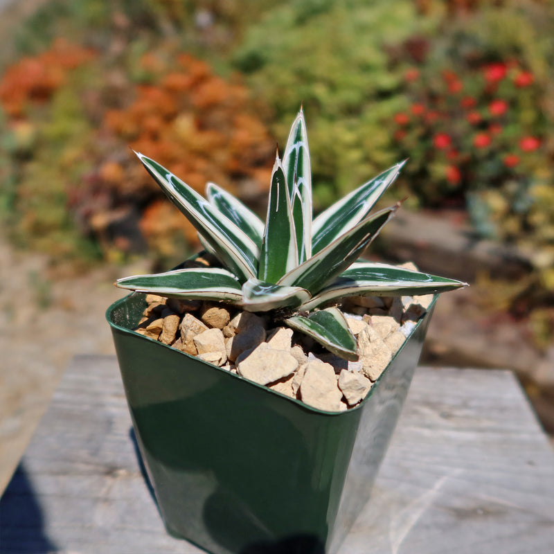 Shop 'Agave Victoriae Reginae White rhino' For Sale - Care and