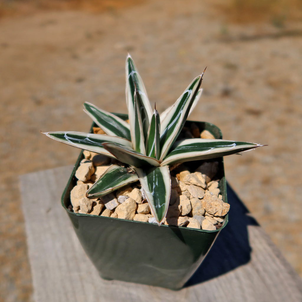 Agave Victoriae Reginae ‘White rhino’