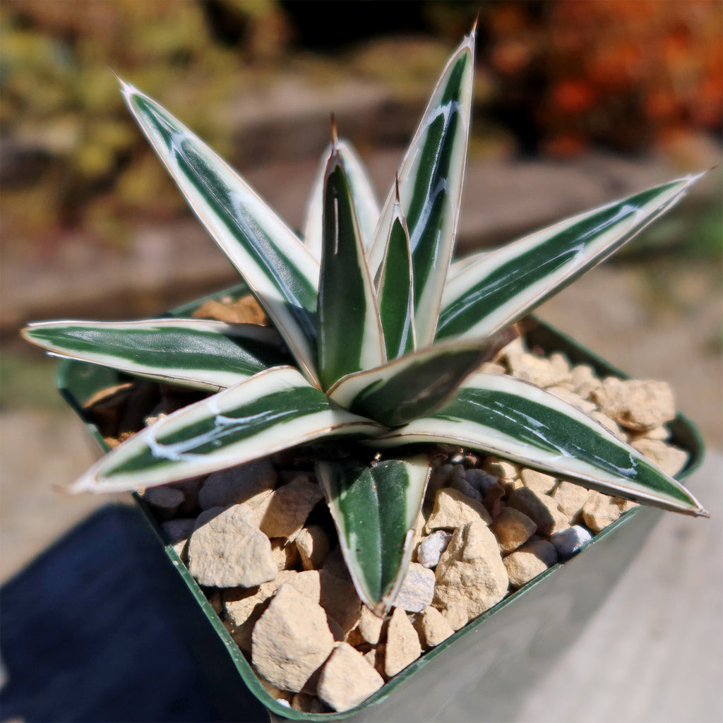 Agave Victoriae Reginae ‘White rhino’