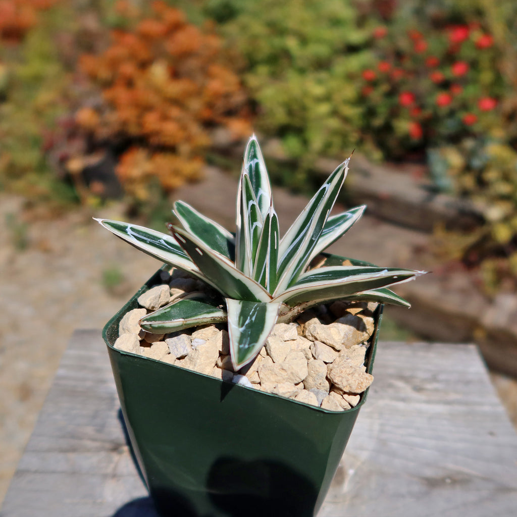 Agave Victoriae Reginae ‘White rhino’