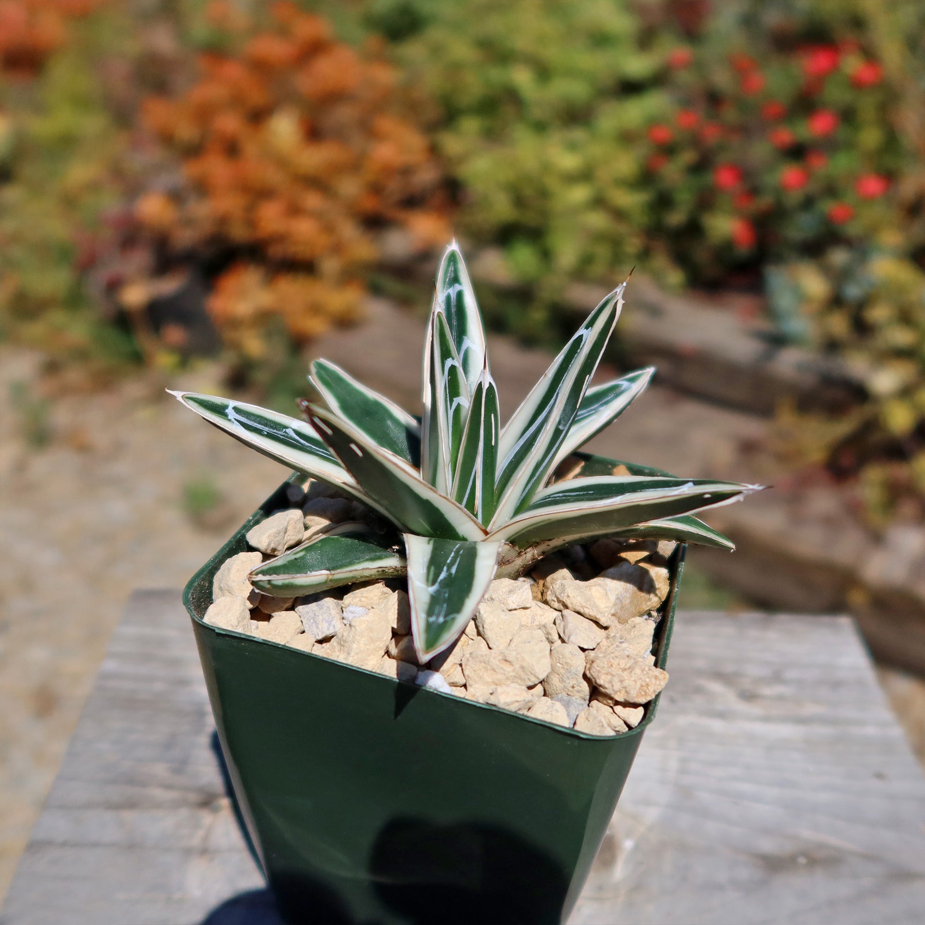 rhino succulent Agave Victoriae Reginae ‘White rhino’