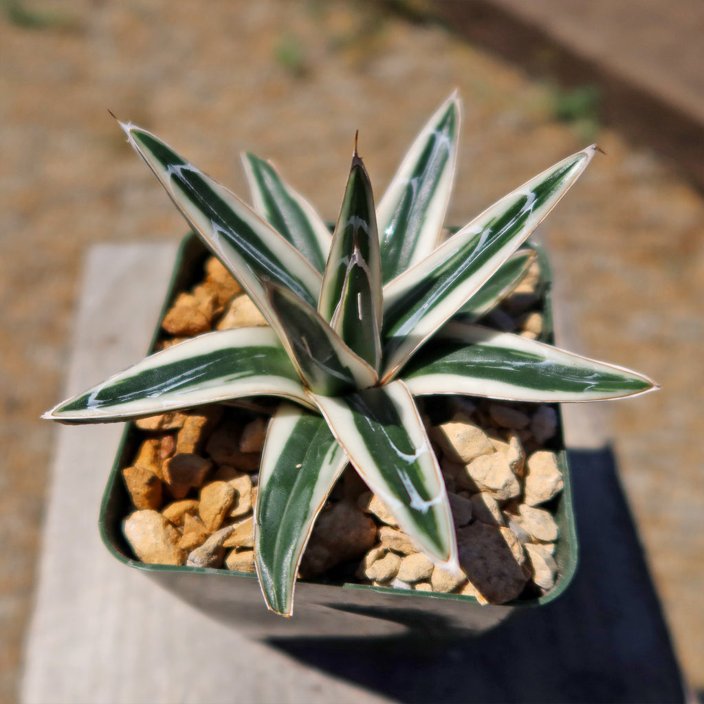 Agave Victoriae Reginae ‘White rhino’