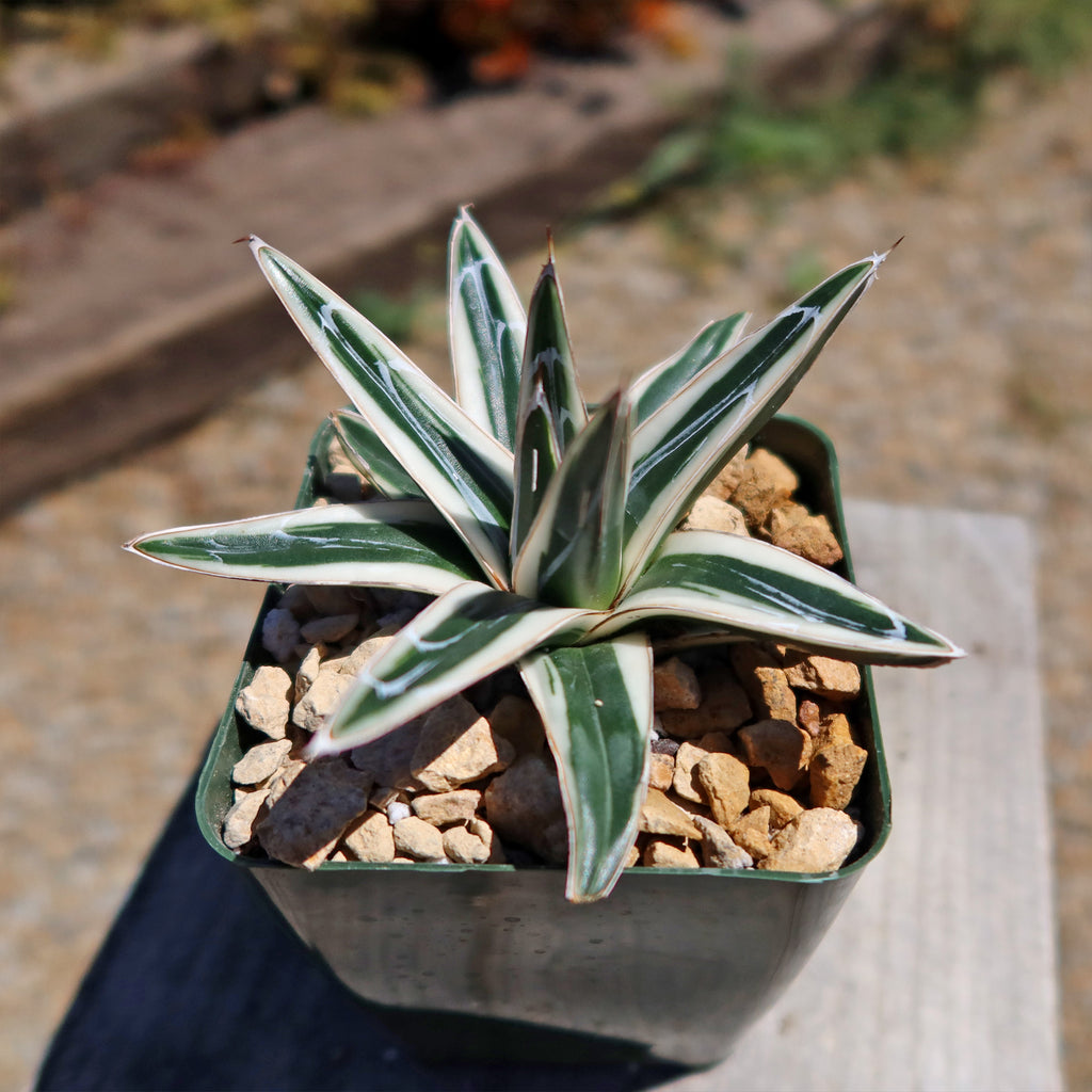 Agave Victoriae Reginae ‘White rhino’