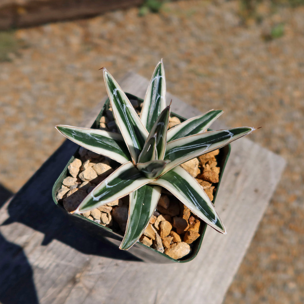 Agave Victoriae Reginae ‘White rhino’