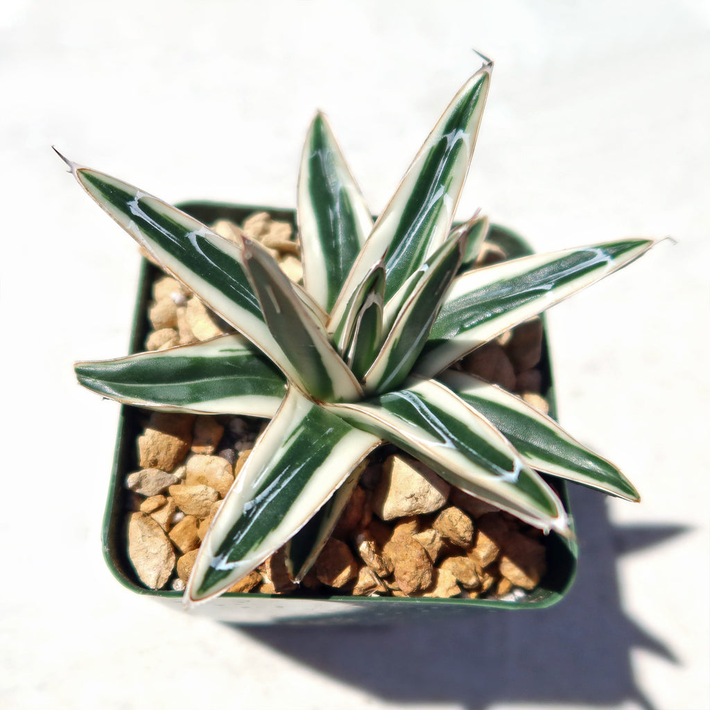 Agave Victoriae Reginae ‘White rhino’