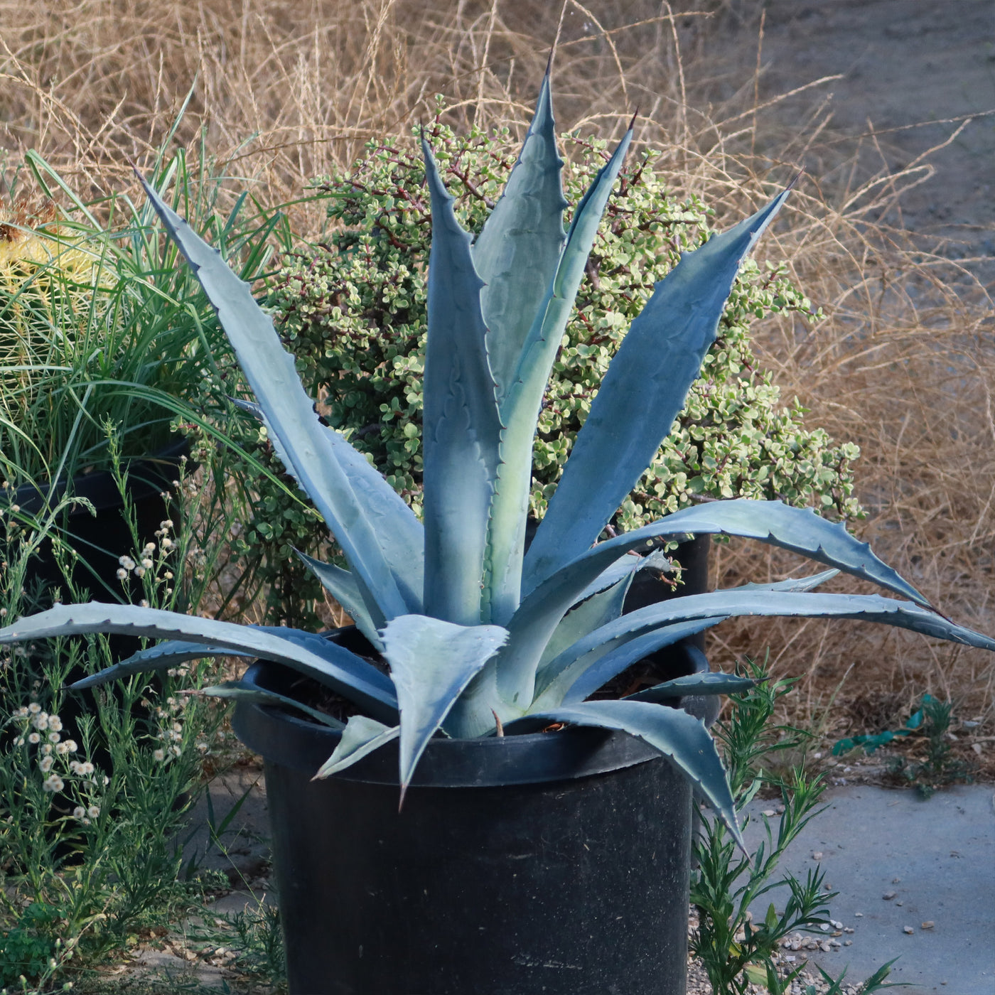 agave plant in pot Century Plant