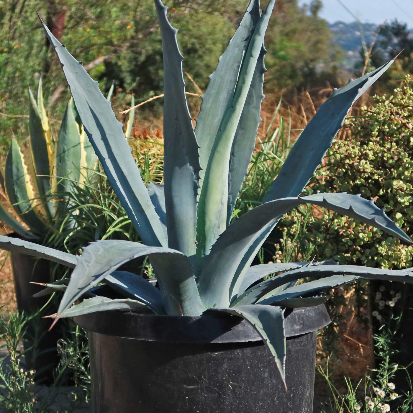 Shop Century Plant Agave Americana Care And Growing Guide Planet shop-century-plant-agave-americana-care-and-growing-guide-planet