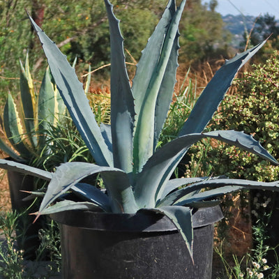 Century Plant - Agave Americana