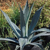 Century Plant - Agave Americana