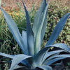 Century Plant - Agave Americana