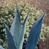 Century Plant - Agave Americana