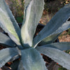 Century Plant - Agave Americana