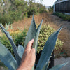 Century Plant - Agave Americana