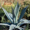 Century Plant - Agave Americana