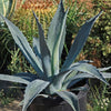 Century Plant - Agave Americana