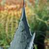 Century Plant - Agave Americana