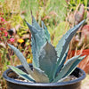 Century Plant - Agave Americana