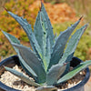 Century Plant - Agave Americana