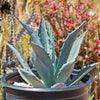 Century Plant - Agave Americana