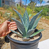 Century Plant - Agave Americana