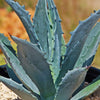 Century Plant - Agave Americana