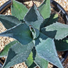 Century Plant - Agave Americana