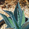 Century Plant - Agave Americana