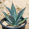 Century Plant - Agave Americana