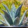 Century Plant - Agave Americana