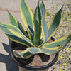 Variegated Century Plant - 21