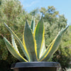 Variegated Century Plant - 20