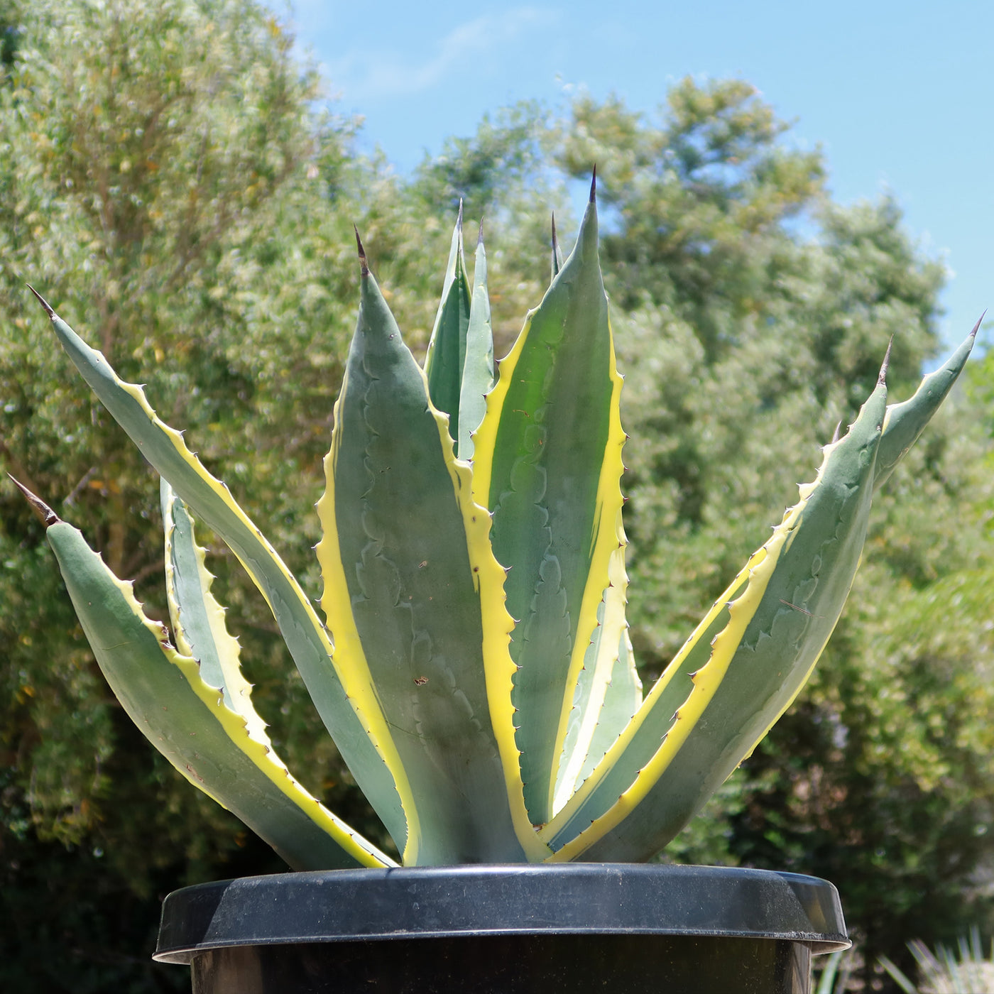 Century Plant \'Variegata\' - at Planet Agave Desert Shop Online Americana