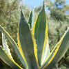 Variegated Century Plant - 13