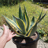 Variegated Century Plant - 14