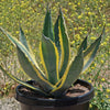 Variegated Century Plant - 15