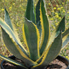 Variegated Century Plant - 16