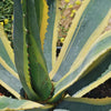 Variegated Century Plant - 17