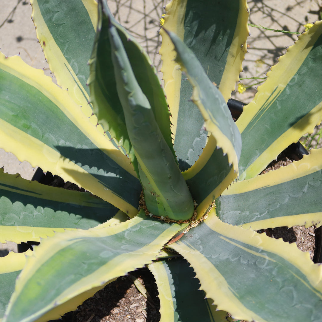 Shop Century Plant 'Variegata' Agave Americana - Care and Growing Guide|  Planet Desert