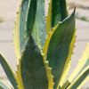 Variegated Century Plant - 19