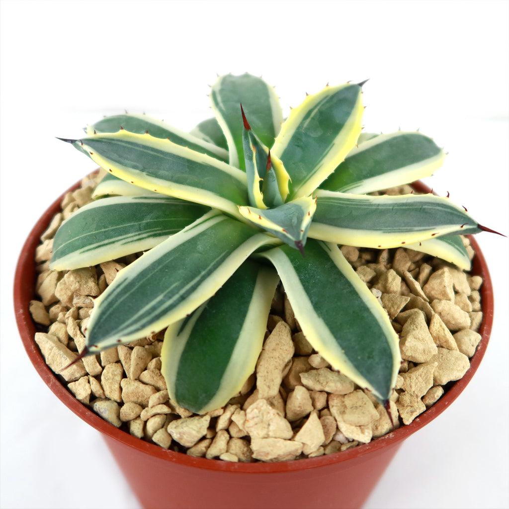 Agave applanata marginata