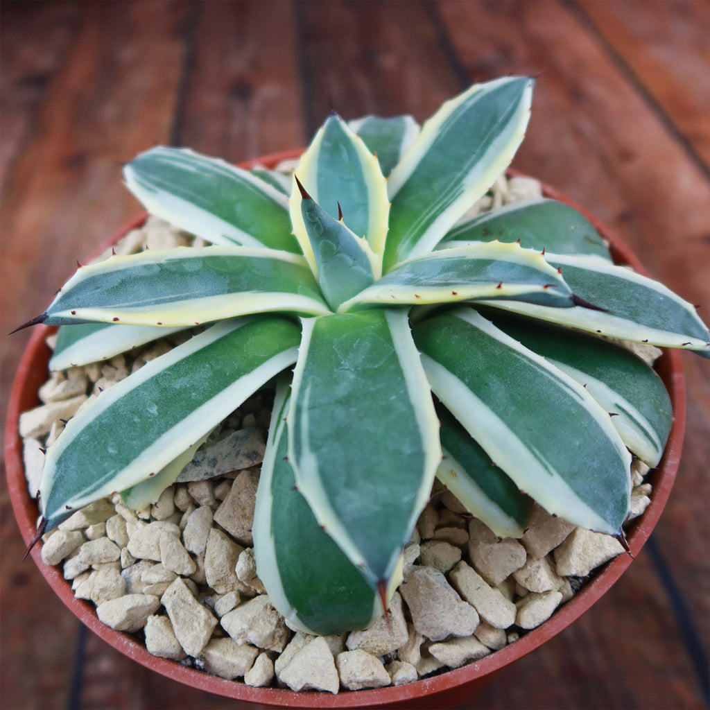 Agave applanata marginata