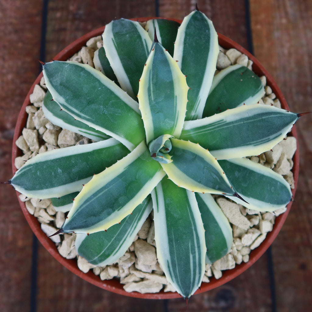 Agave applanata marginata